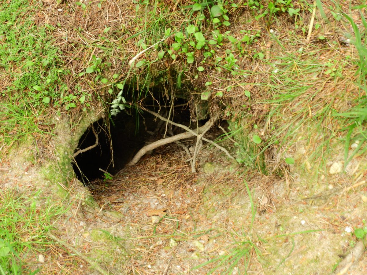 Badger sett