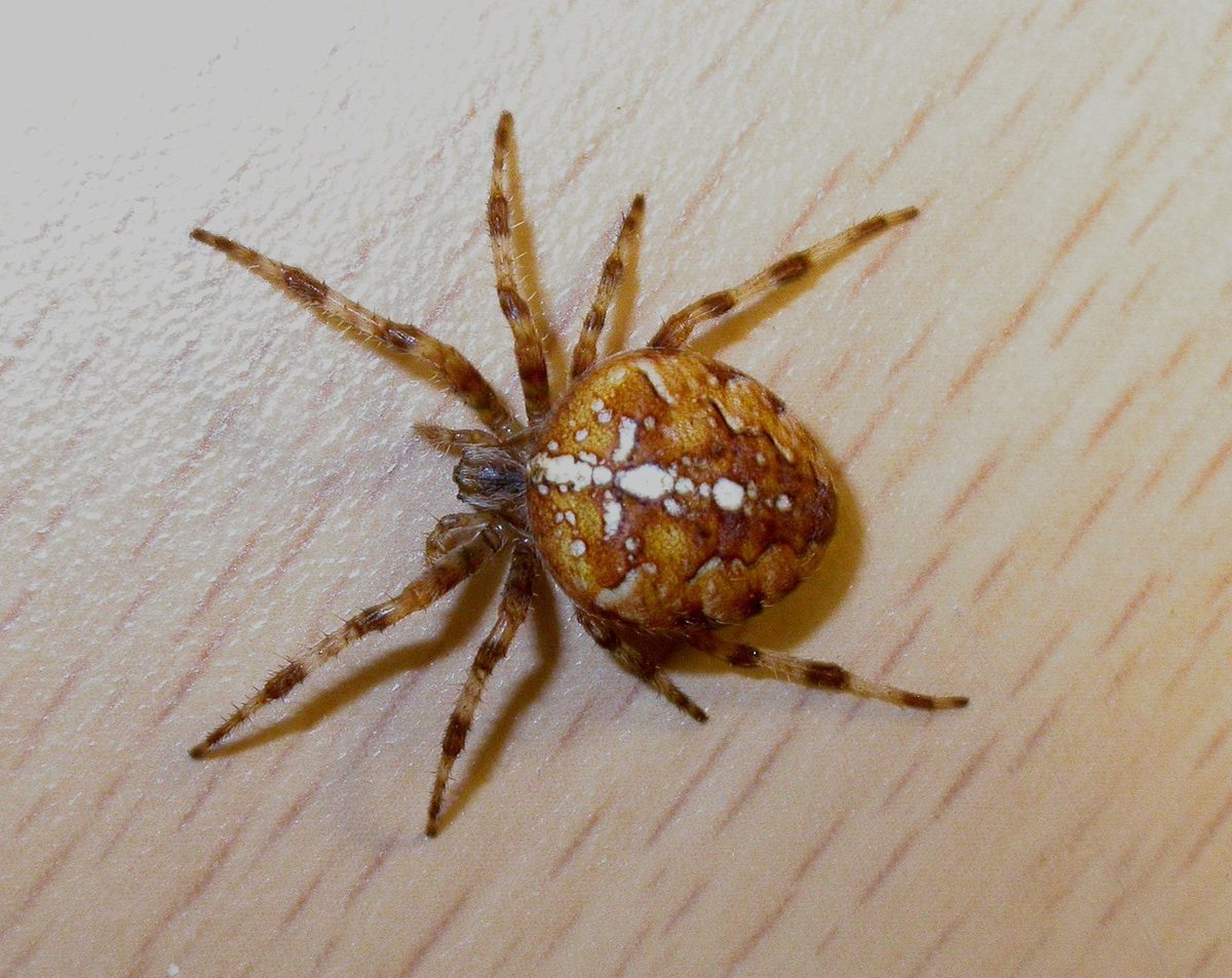 Garden spider