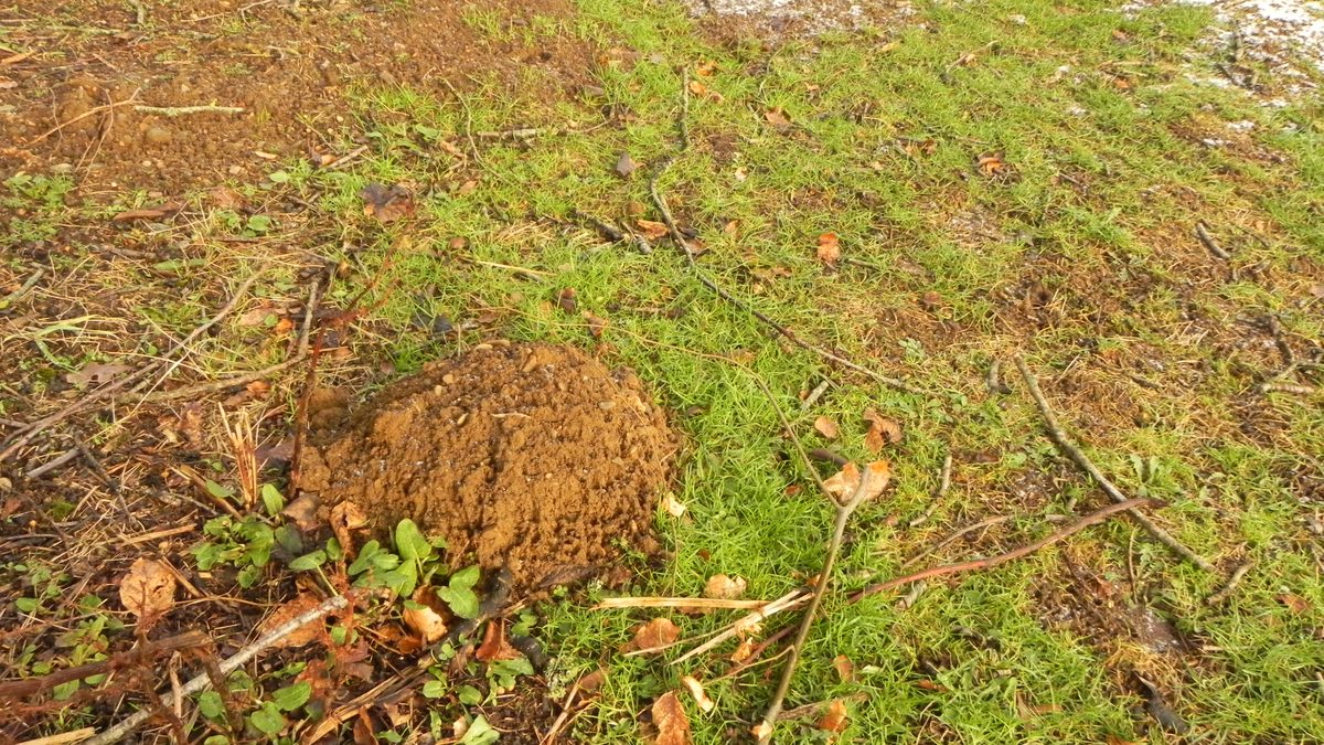 Mole heap
