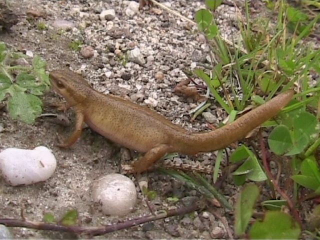 Newt