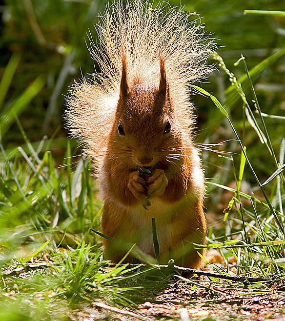 A red squirrel at Woodhead