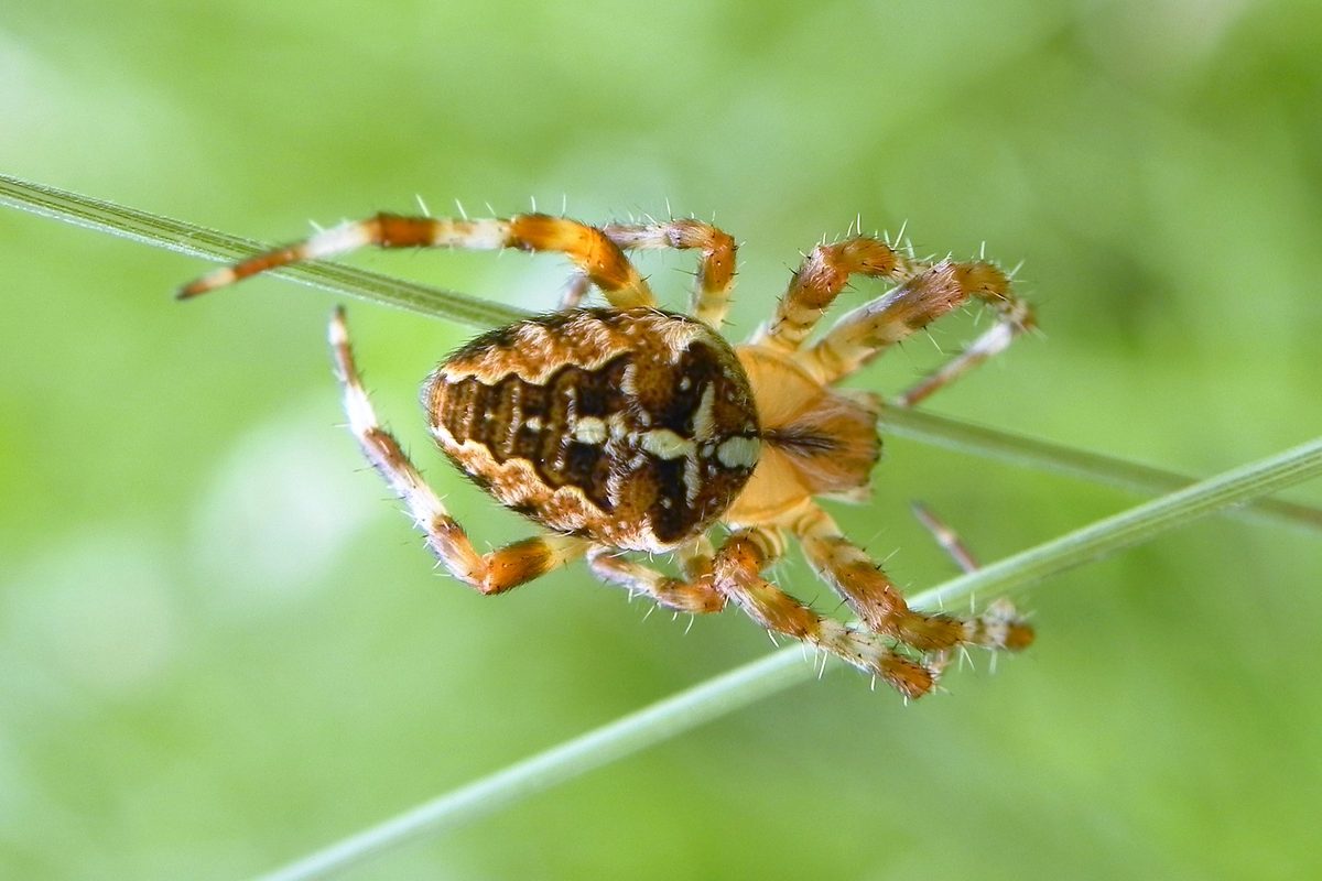 Spider