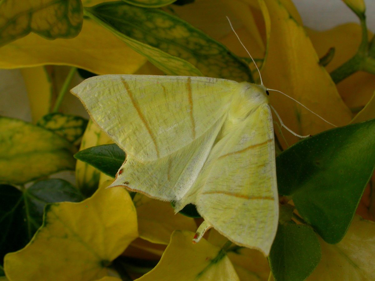 Swallowtail