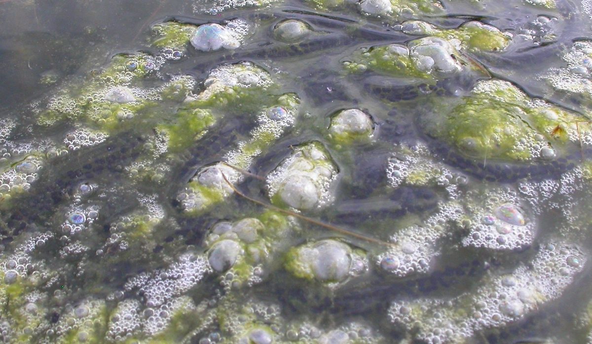 Toad spawn