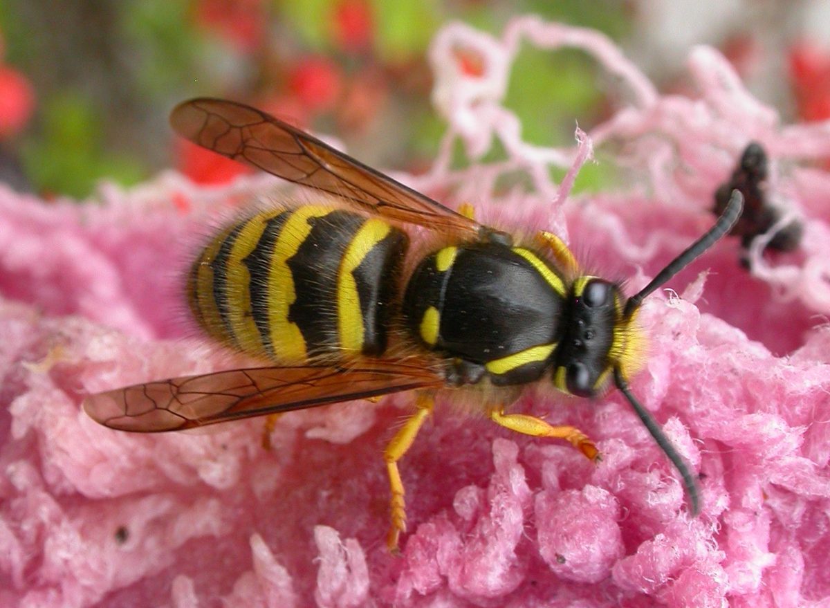 Wasp