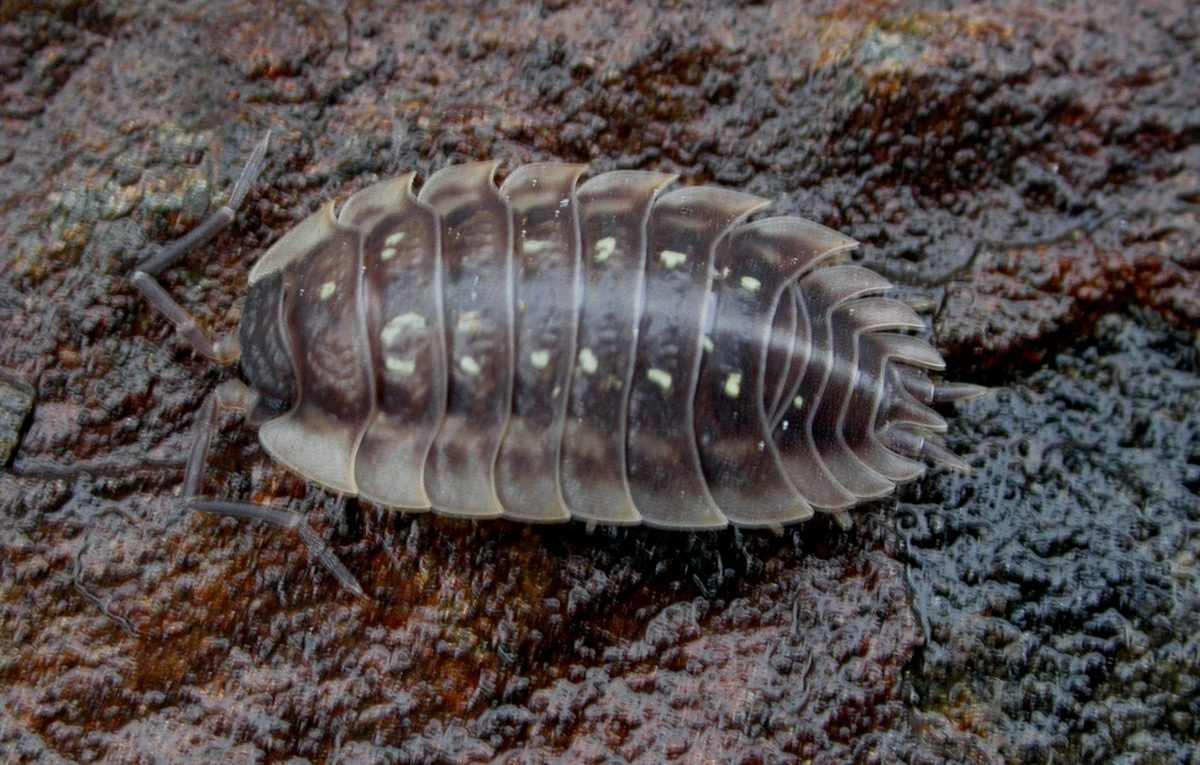 Woodlouse