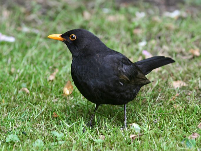 Blackbird