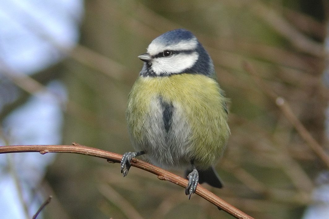 Blue Tit, 2002