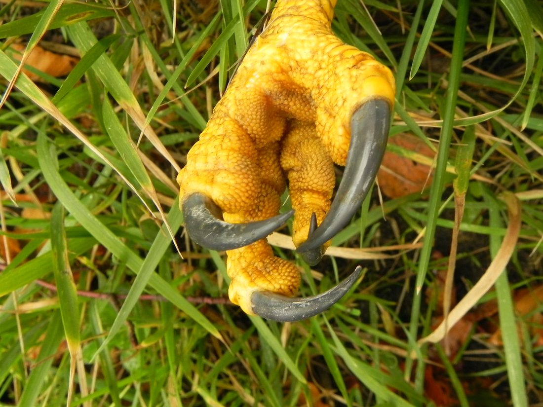 Buzzard's talons