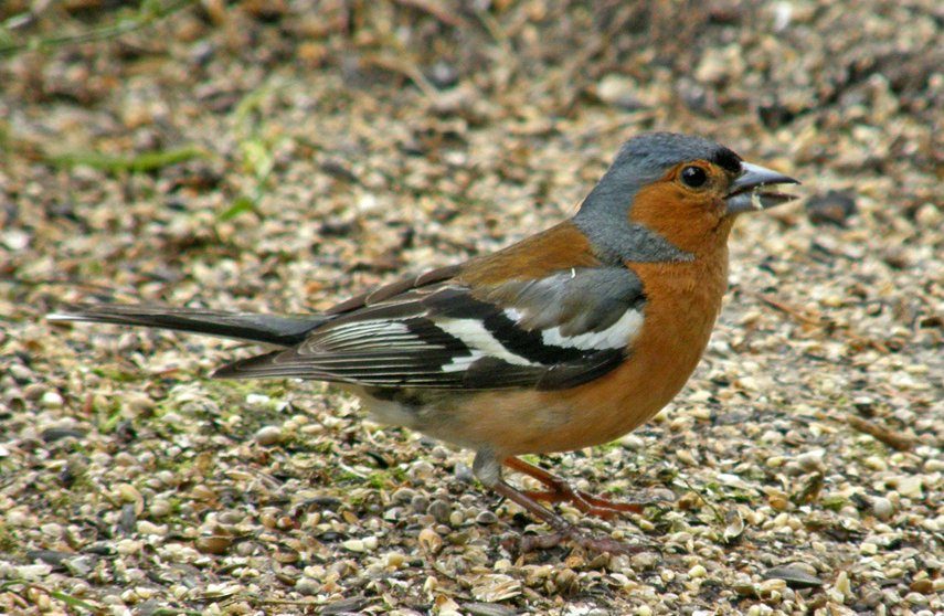 Chaffinch