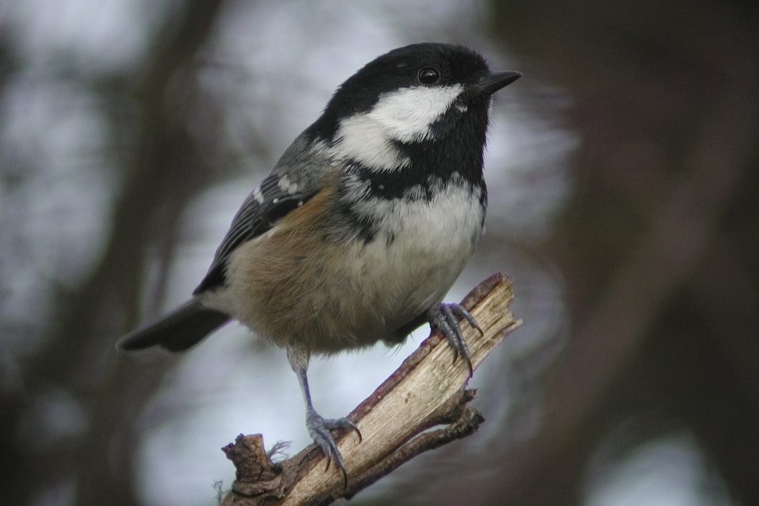 Coal Tit, 2003