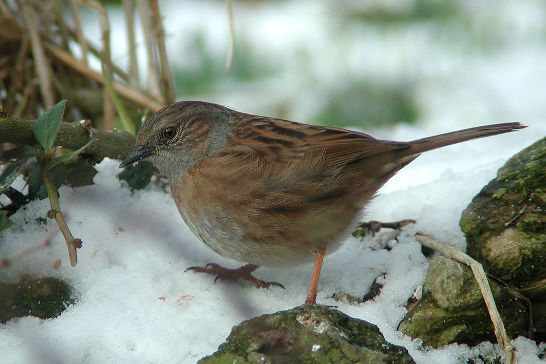 Dunnock, 2002