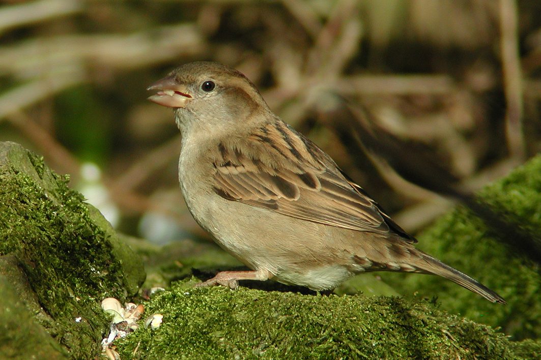 Female House sparrow