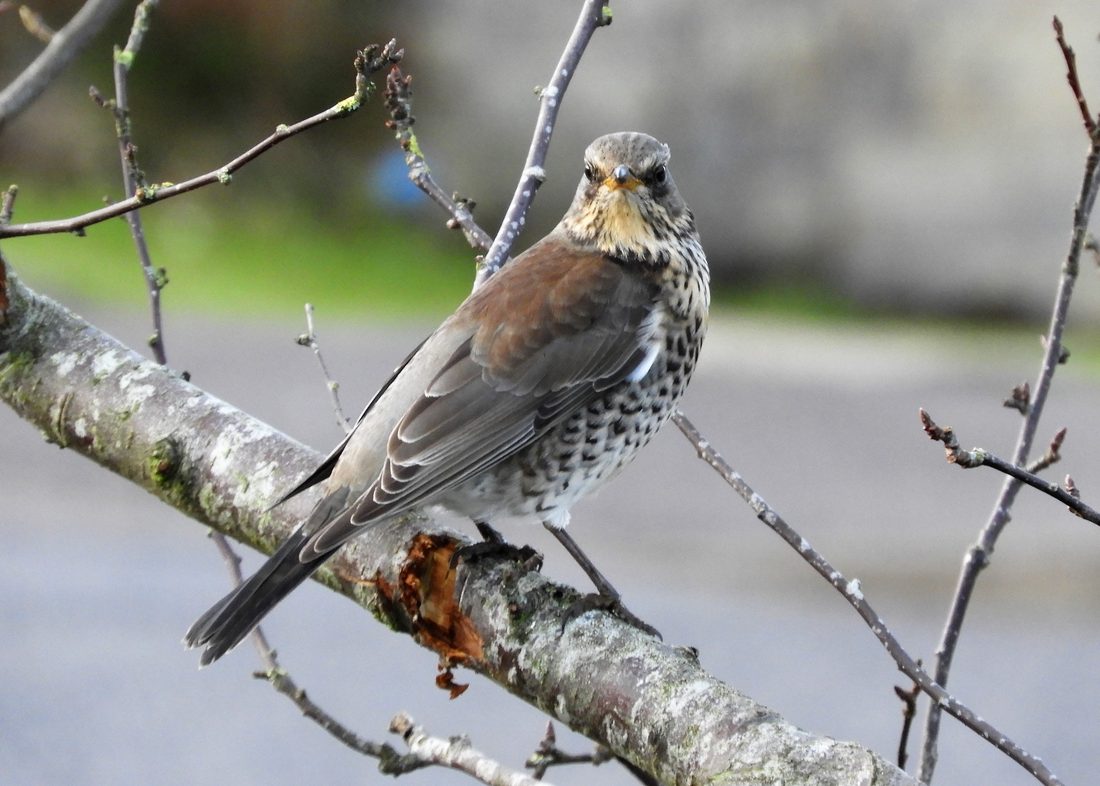 Fieldfare