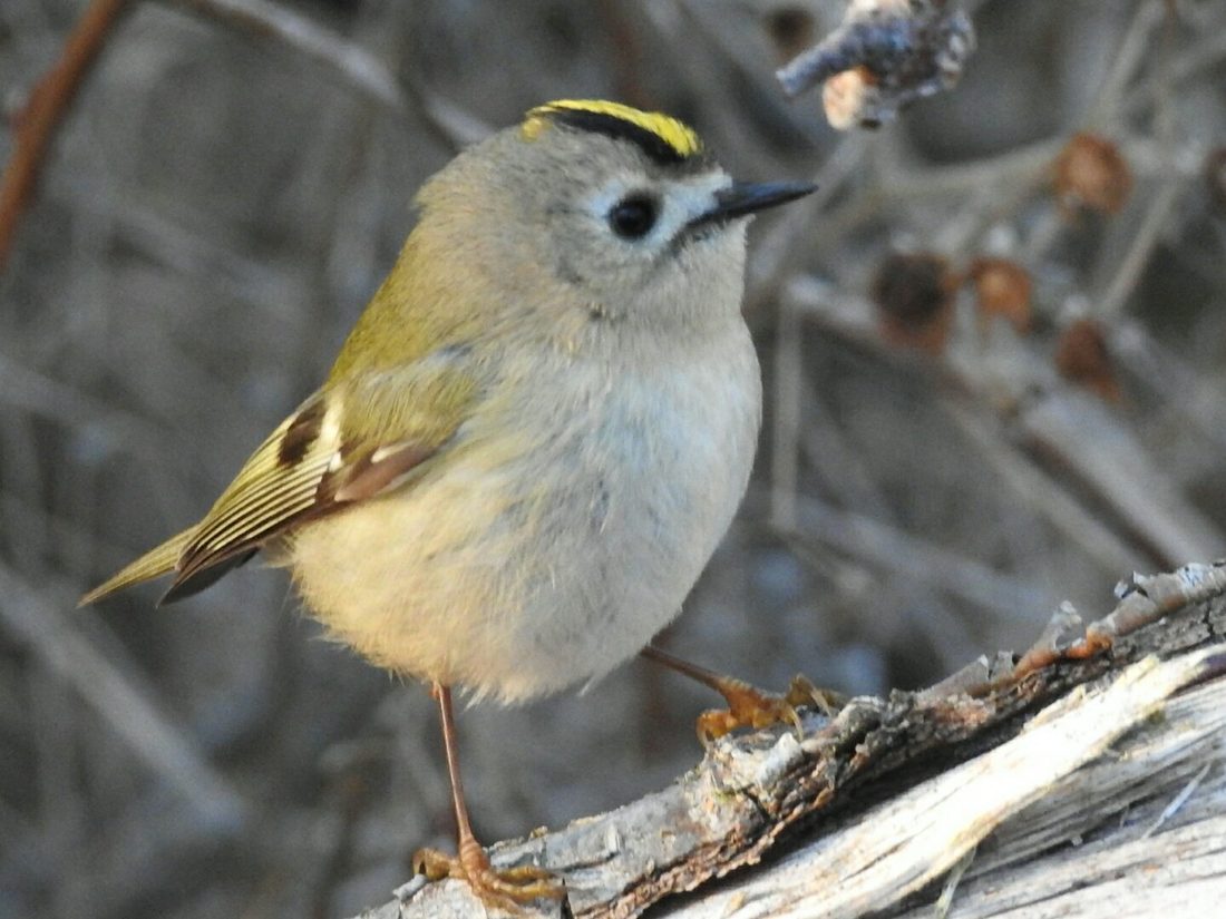 Goldcrest