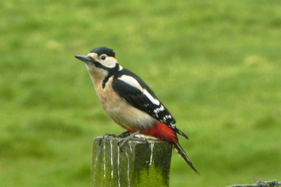 Great spotted Woodpecker