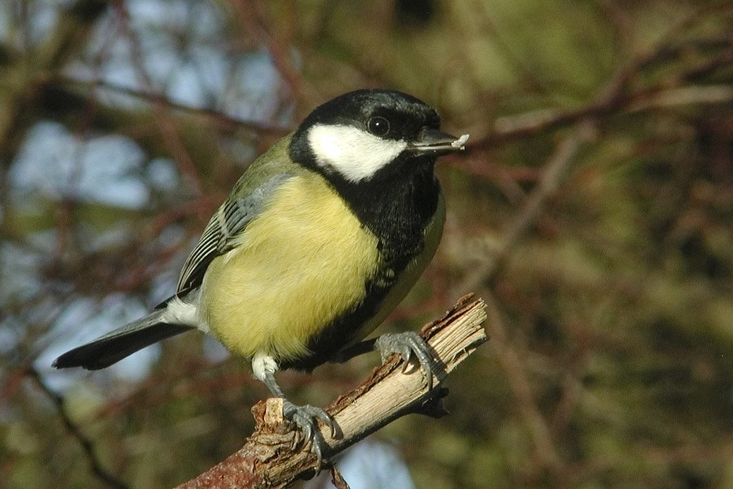 Great Tit, 2003