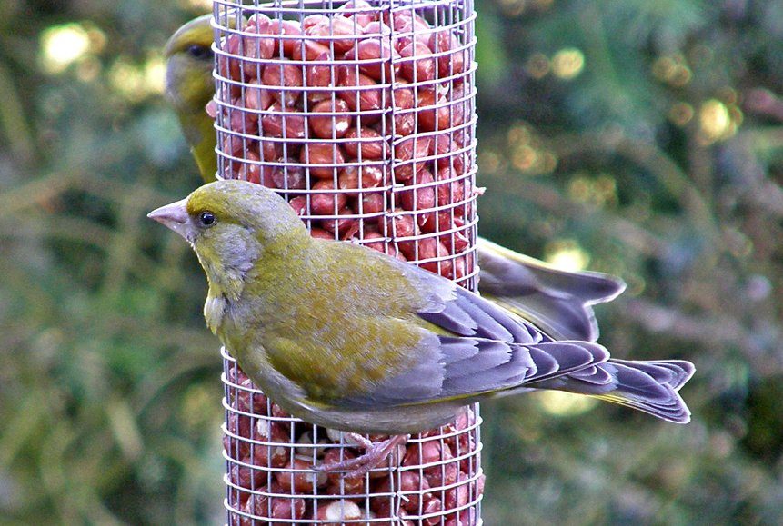 Greenfinch