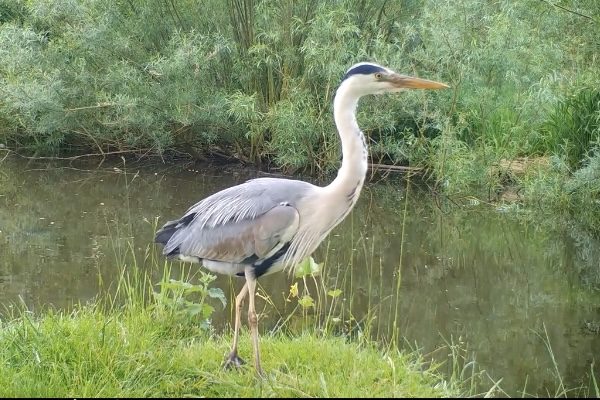 Grey heron