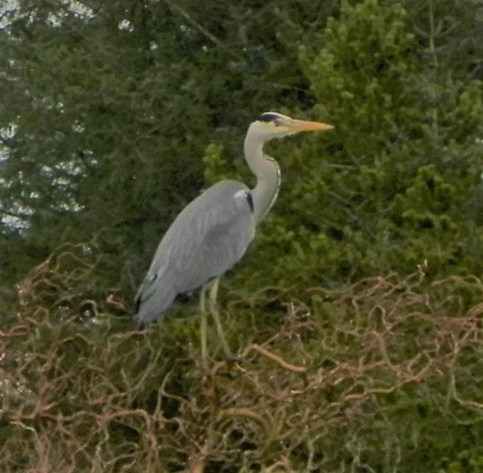 Heron