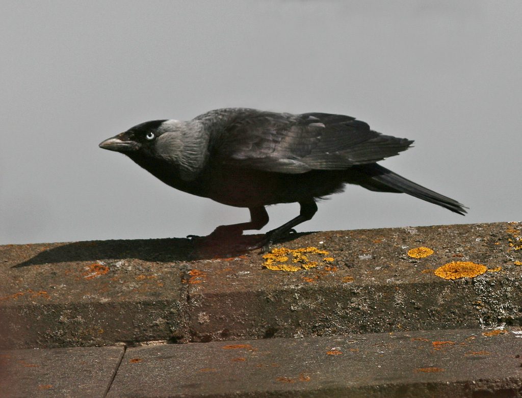 Jackdaw