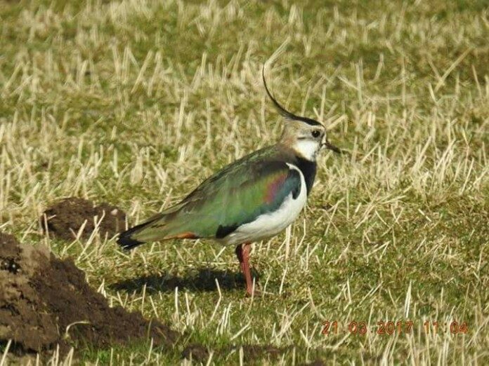 Lapwing