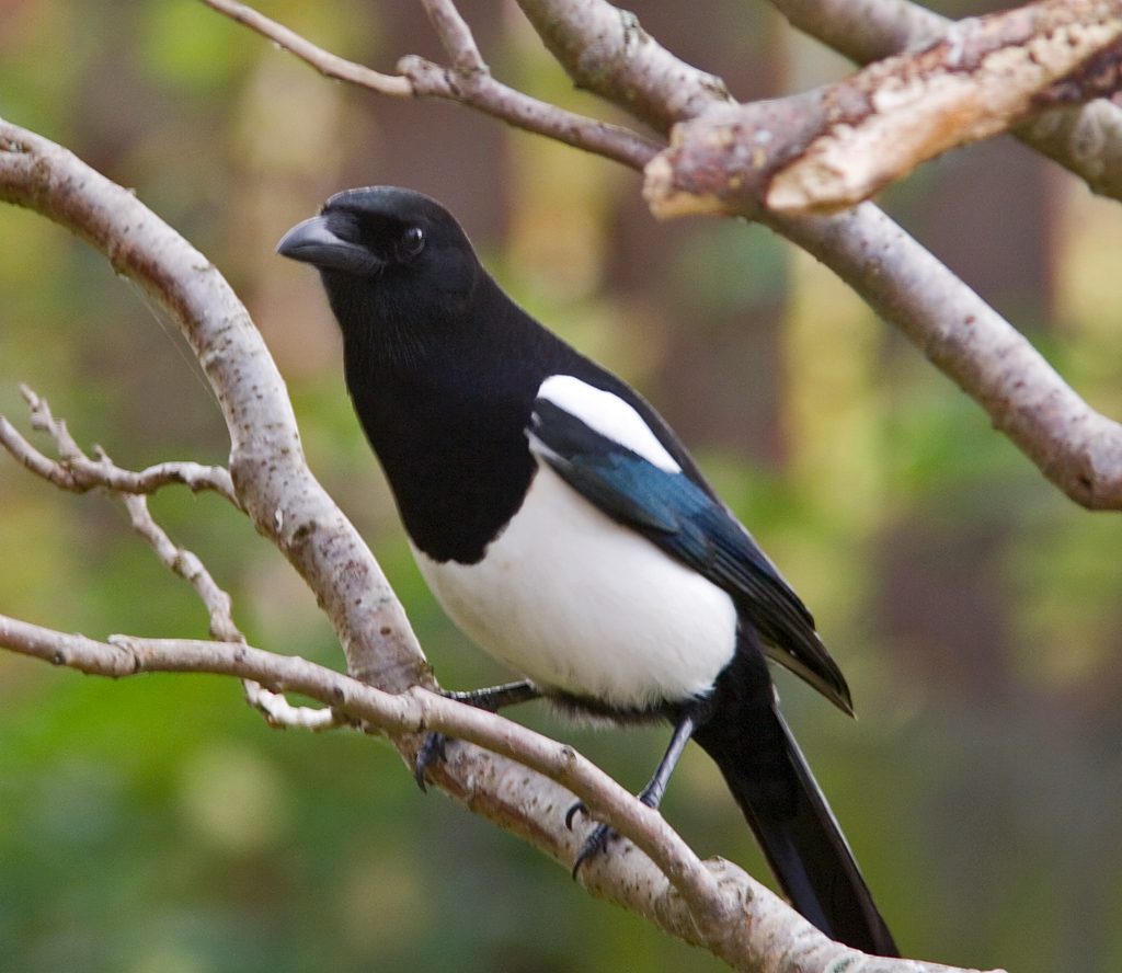Magpie