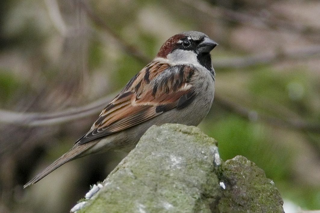 Male House Sparrow