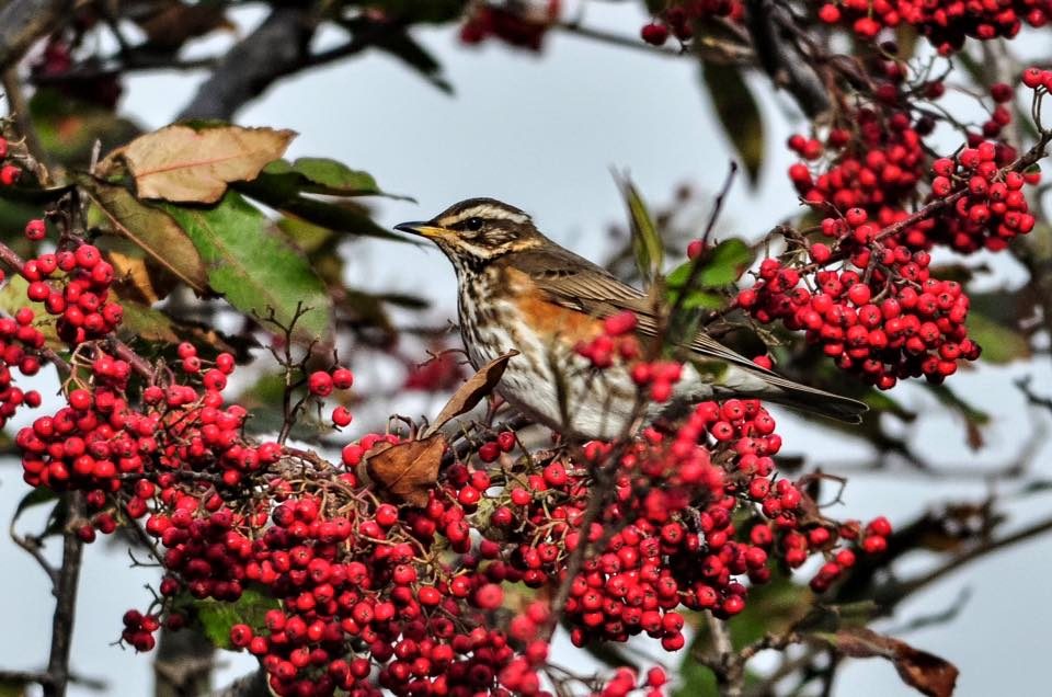 Redwing