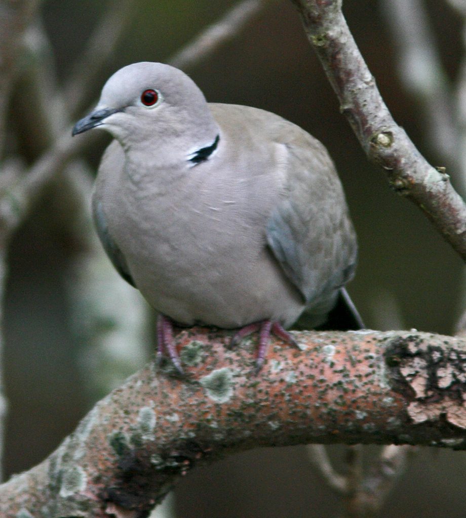 Ring-necked Dove