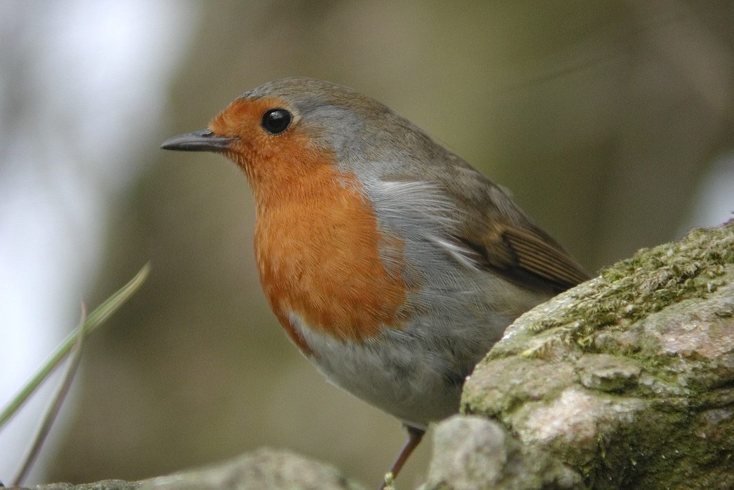 Robin, 2002