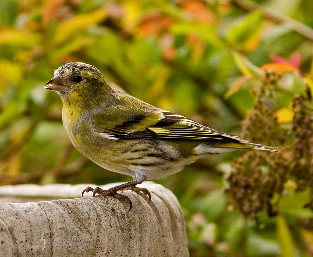 Siskin