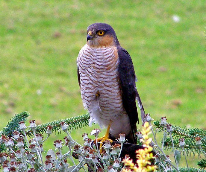 Sparrowhawk
