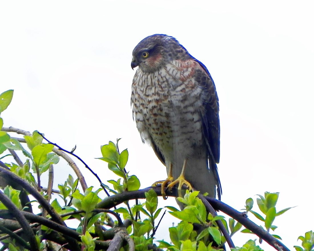 Sparrowhawk