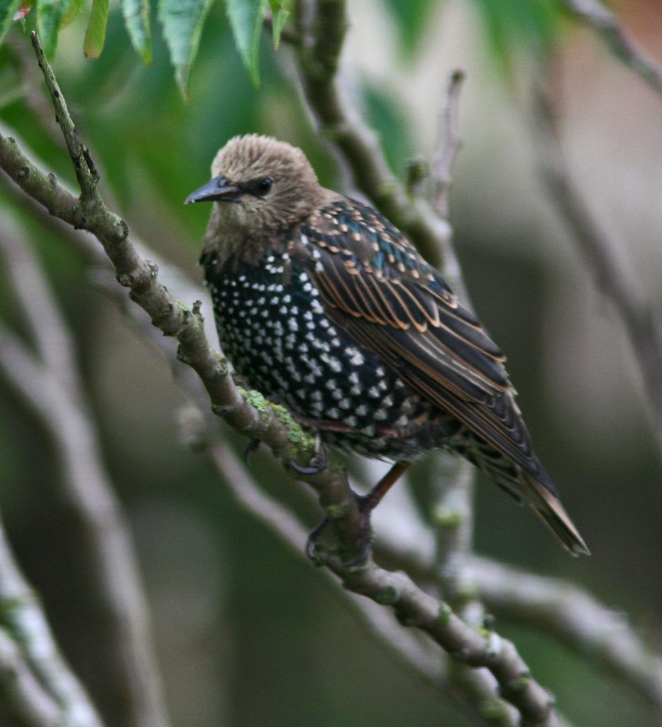 Starling