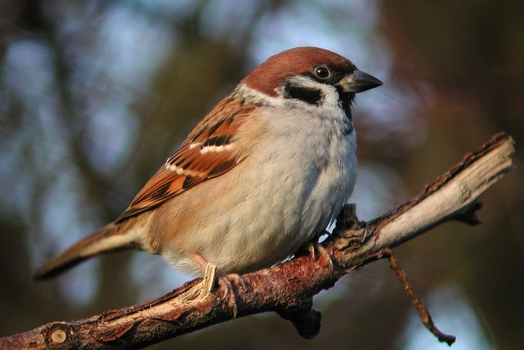 Tree Sparrow, 2003