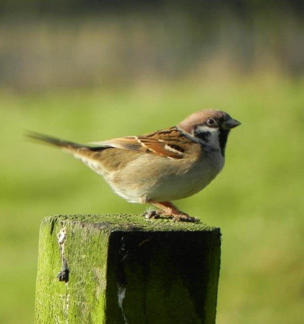 Tree Sparrow