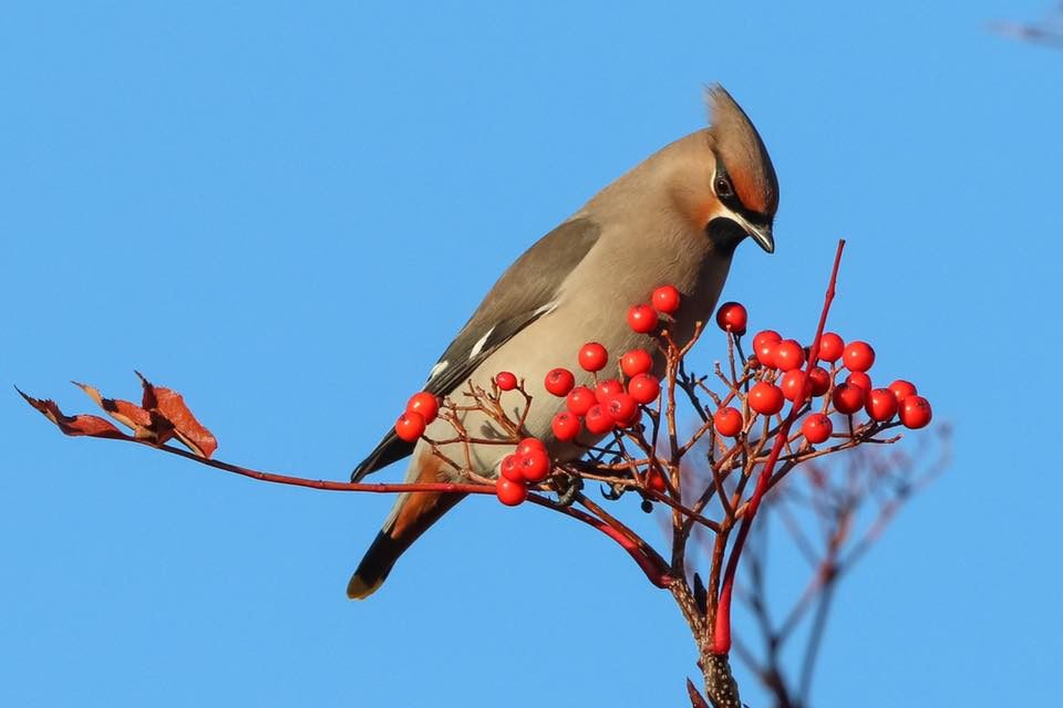 Waxwing