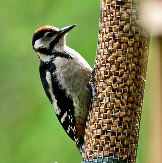 Woodpecker