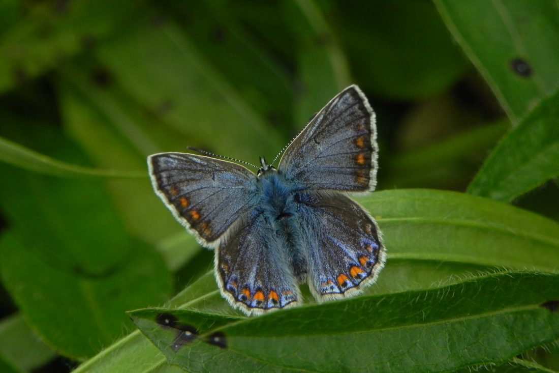Common Blue