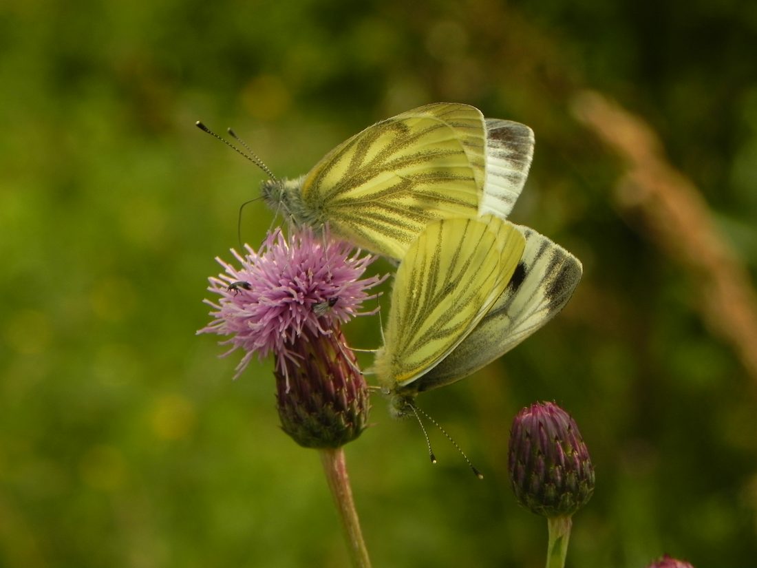 Green-veined White