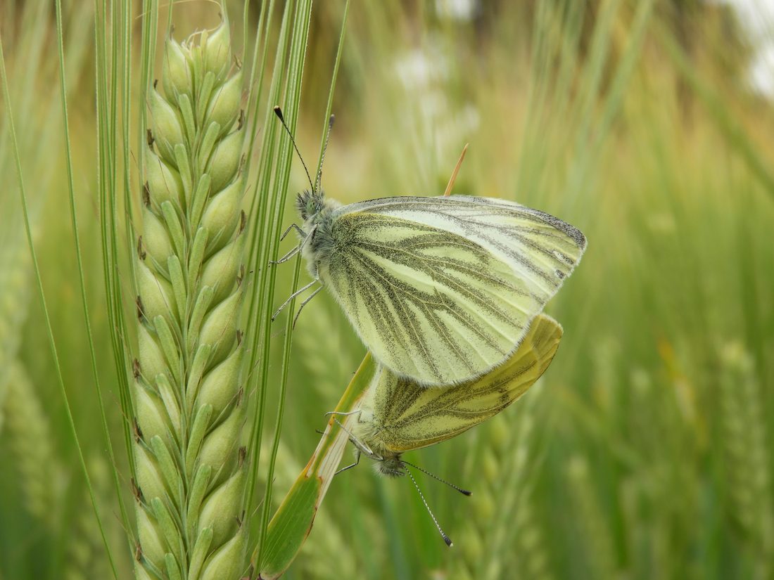 Green-veined White