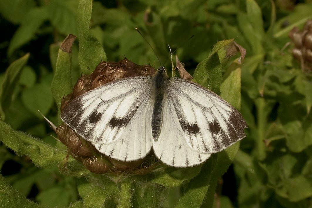 LargeWhite