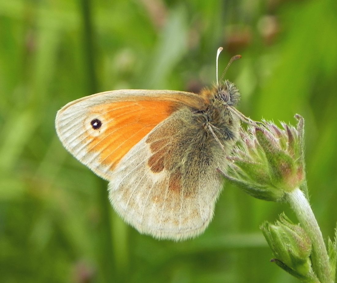 Meadow Brown