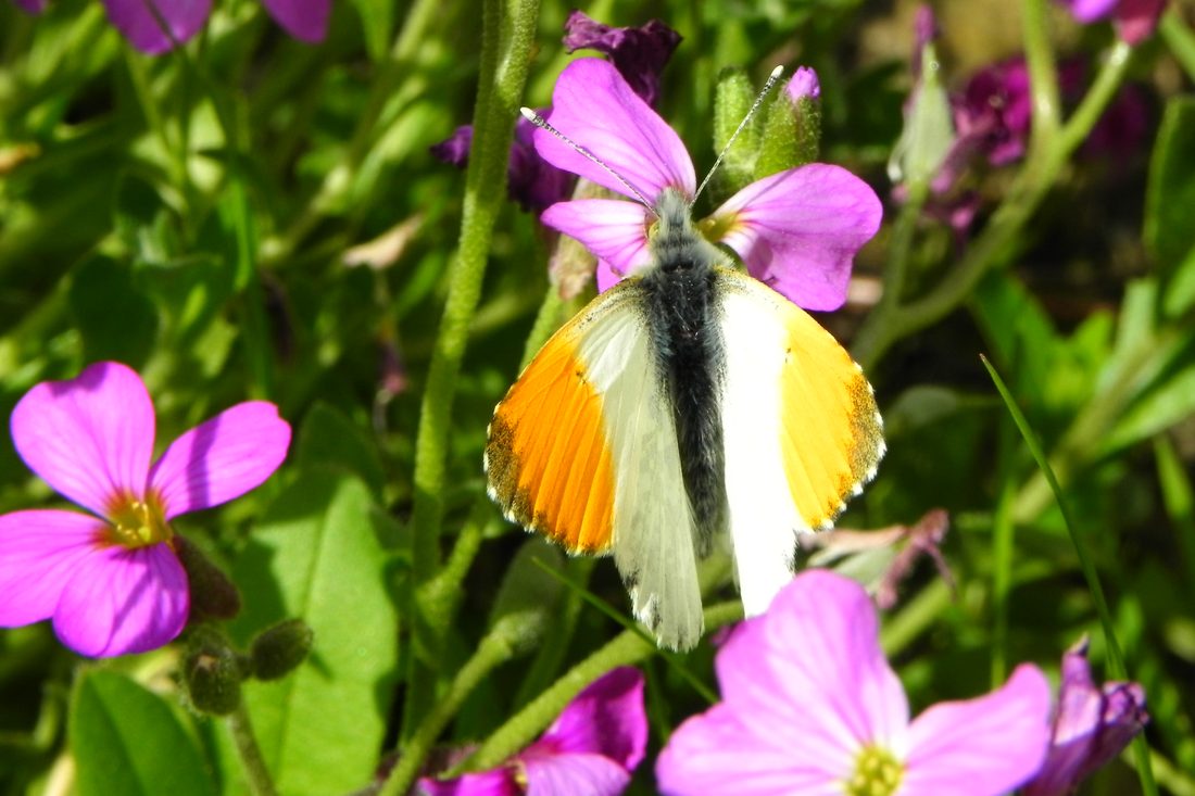 Orange tip