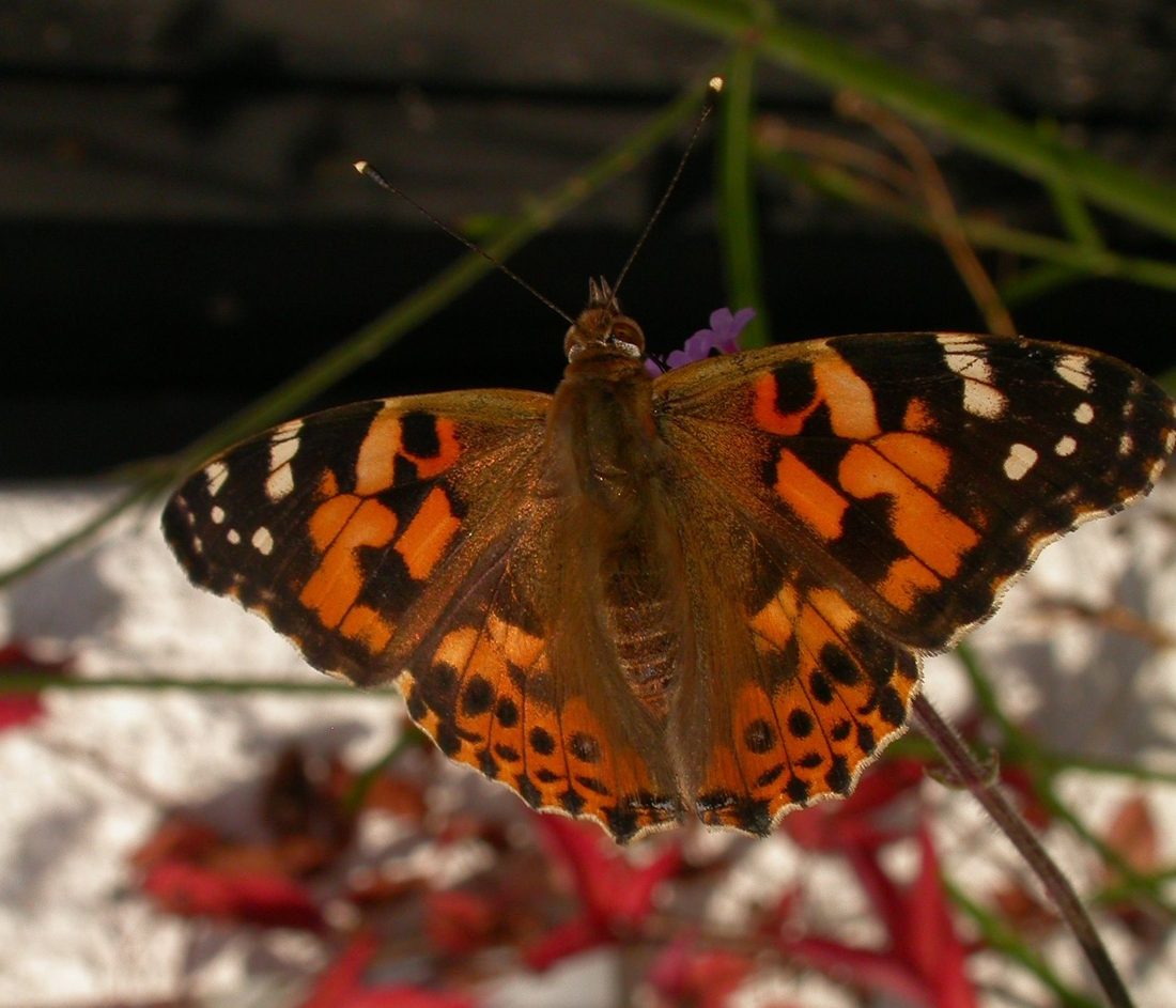 Painted lady