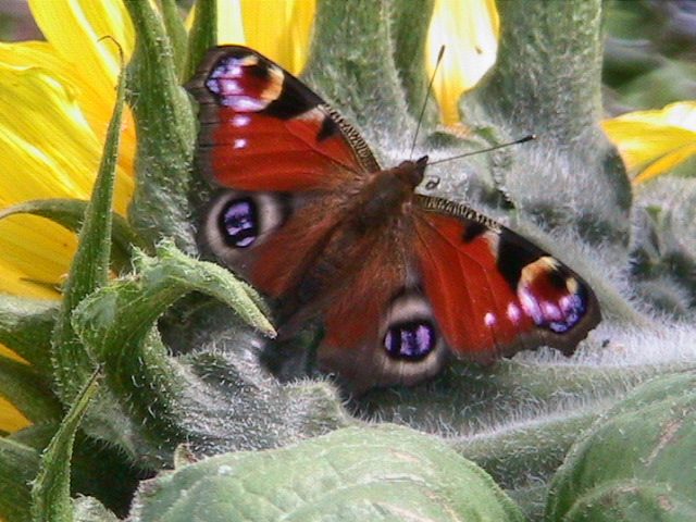 Peacock