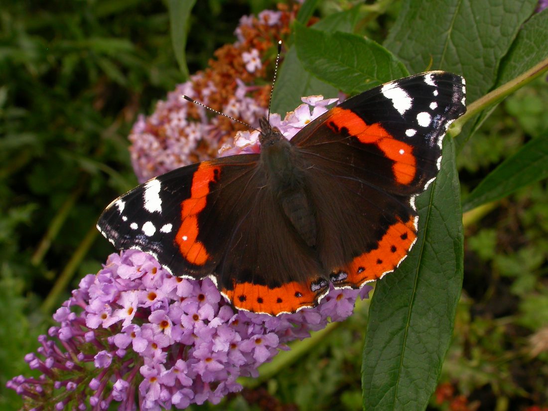 Red Admiral
