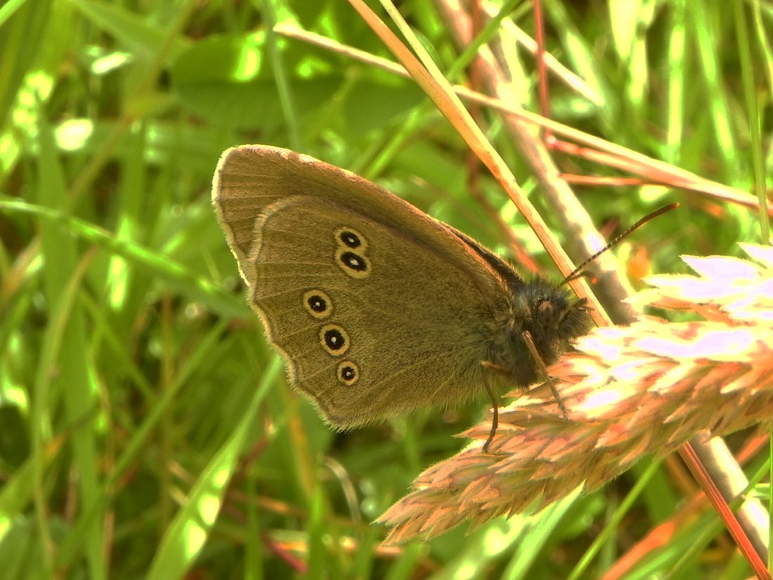 Ringlet