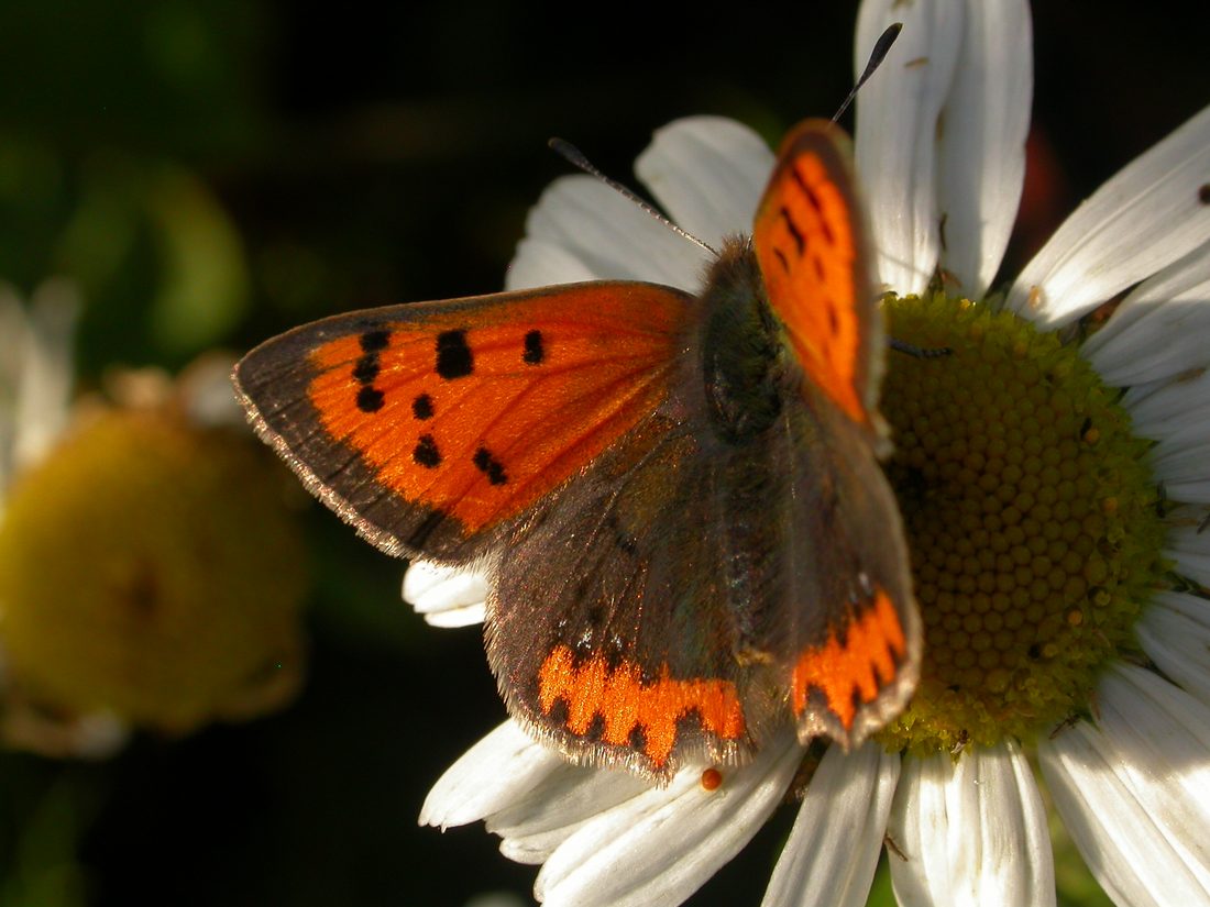 Small Copper
